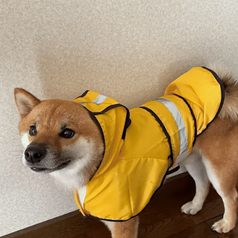 Manteau pour chien gif