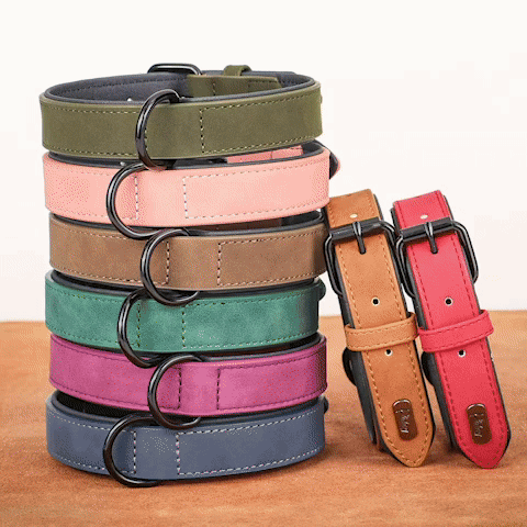 collier chien en cuir giff