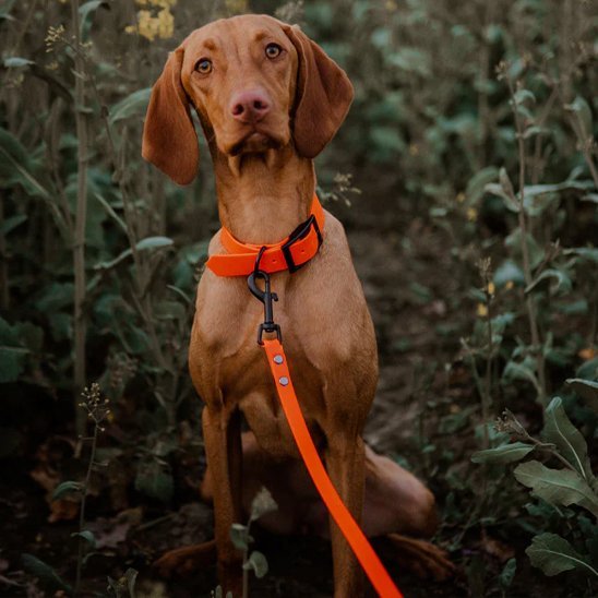 Laisse pour chien | Confort Sécurité - Jouetstoutou
