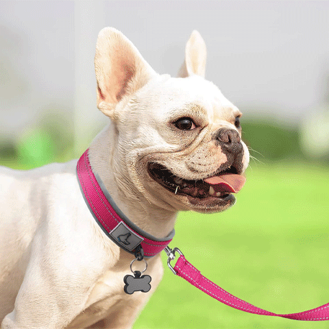 Collier pour Chien gif
