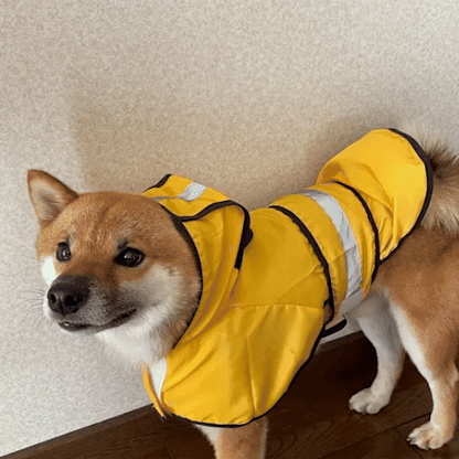 Manteau pour chien gif