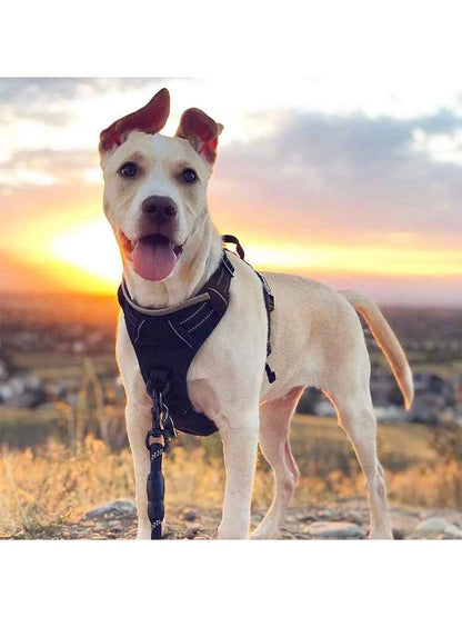 chien harnais | Confort Premium - Jouetstoutou