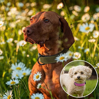 Collier chien | Confort Élégant - Jouetstoutou
