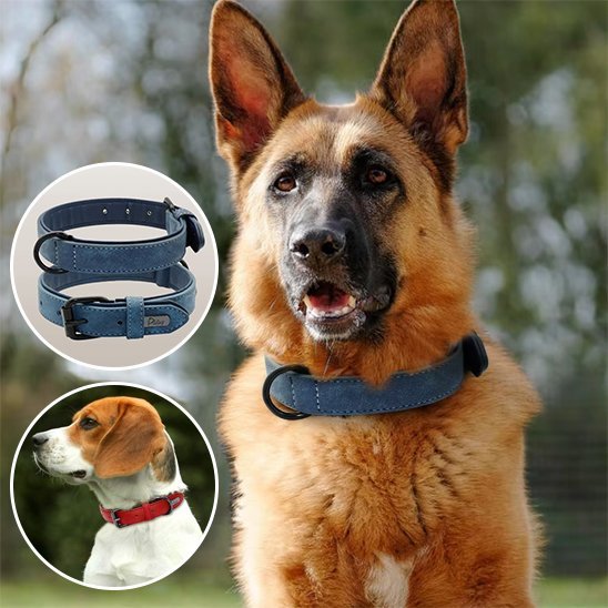 Collier chien | Confort Élégant - Jouetstoutou