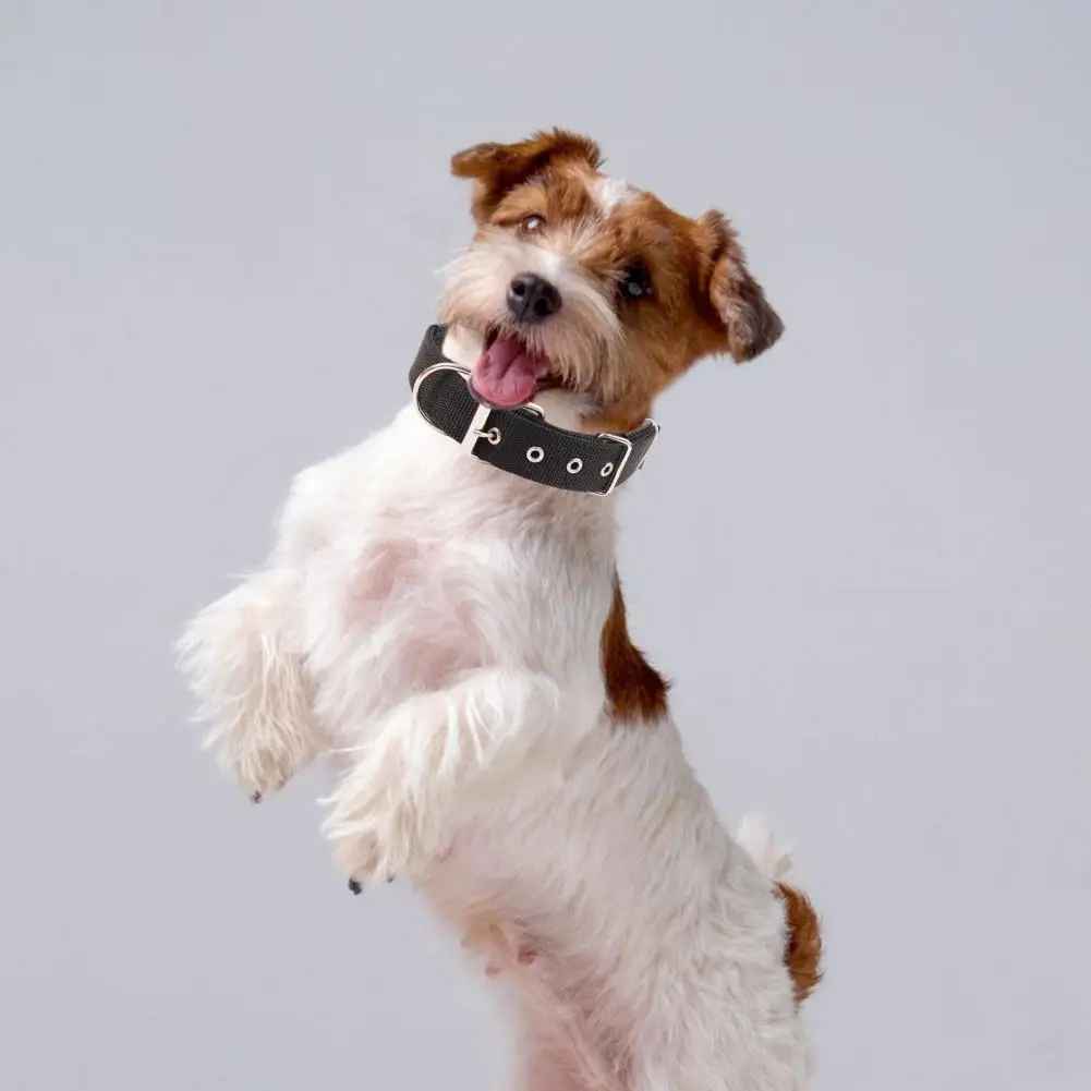 collier chien|necklacedog - Jouetstoutou