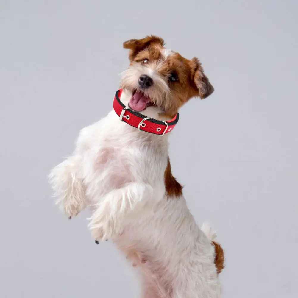 collier chien|necklacedog - Jouetstoutou