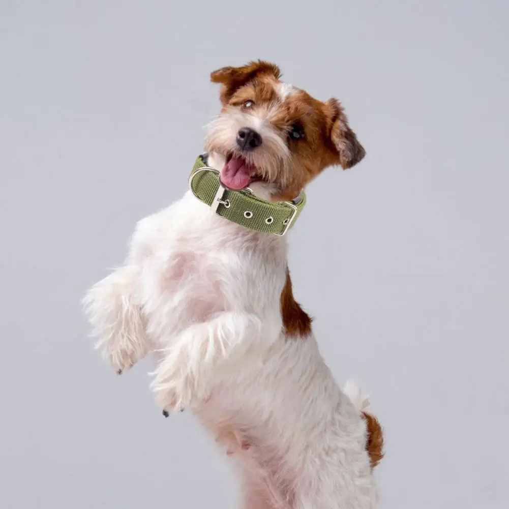 collier chien|necklacedog - Jouetstoutou