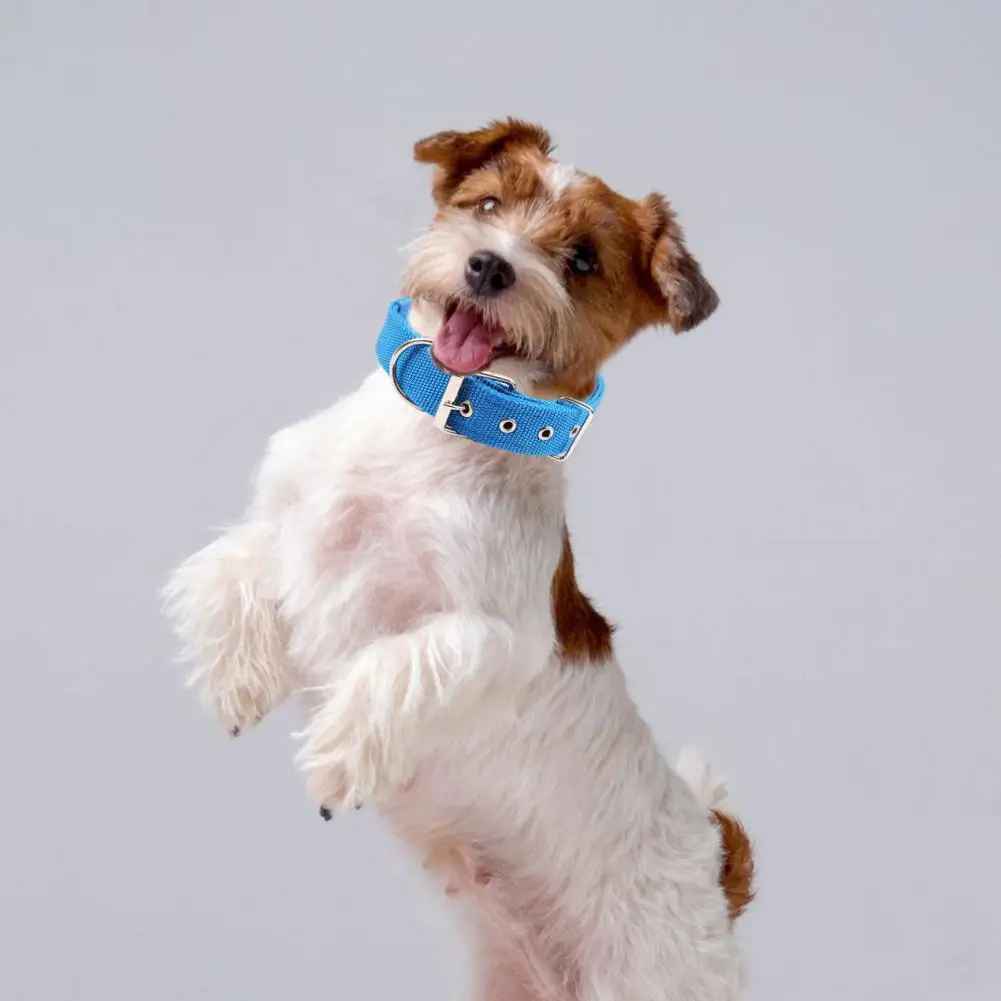 collier chien|necklacedog - Jouetstoutou