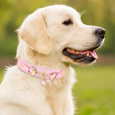 Collier pour Chien | Ajustable Confort - Jouetstoutou
