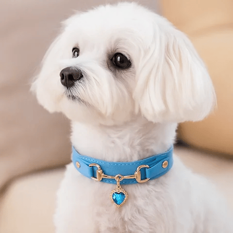 Collier pour Chien | Ajustable Confort - Jouetstoutou
