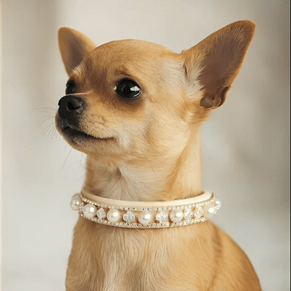 Collier pour chien confortable | PetComfort - Jouetstoutou