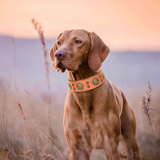 collier pour chien en cuir |necklacecuir - Jouetstoutou