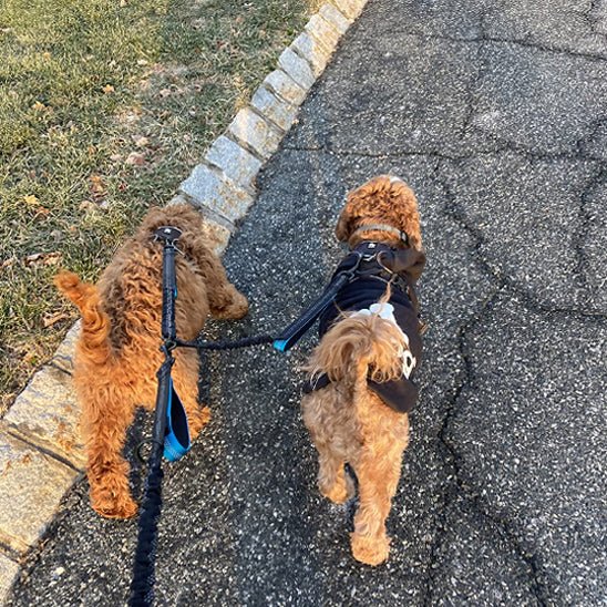 double laisse pour chien|naturlaisse - Jouetstoutou