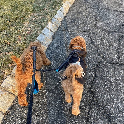 double laisse pour chien|naturlaisse - Jouetstoutou