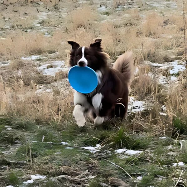 Frisbee Chien   FlyDog™   Bleu   Jouetstoutou en promenade
