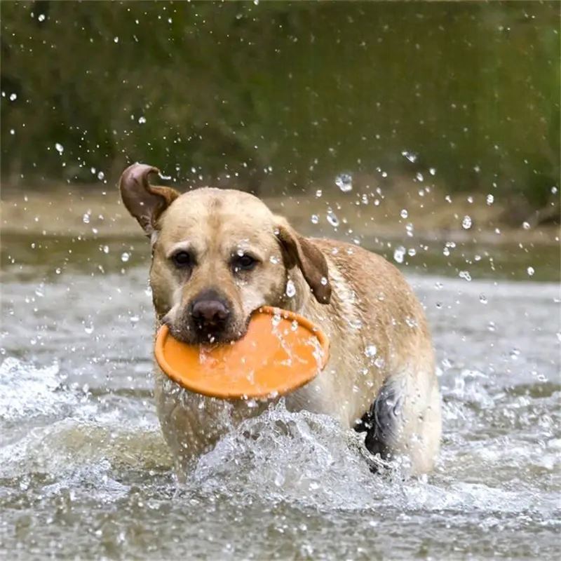 Frisbee Chien FlyDog™  Orange  Jouetstoutou dans l eau