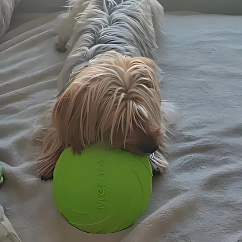 Frisbee Chien  FlyDog™  Vert  Jouetstoutou je mord dans mon jouet