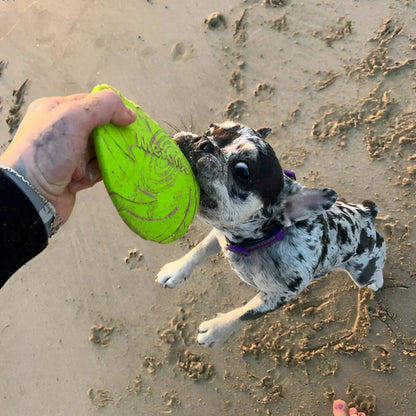 Frisbee Chien  FlyDog™  Vert Jouetstoutoujkoue avec son jouet