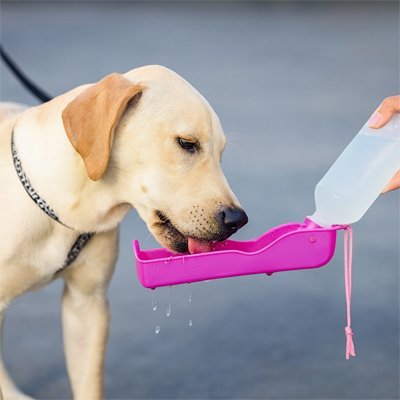 Gourde Portable pour Chien | PawHydrate violet Jouetstoutou