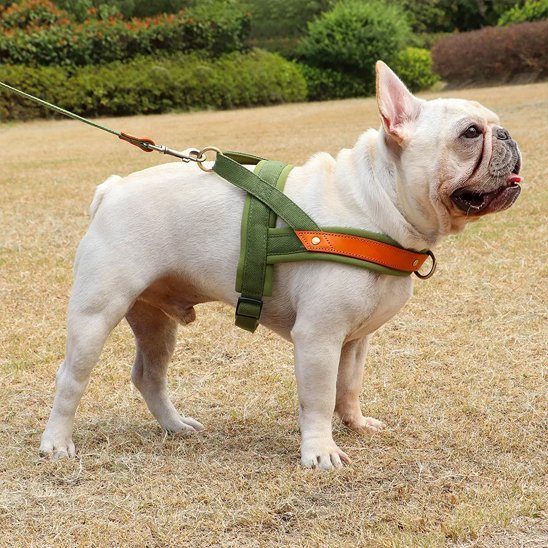 Harnais Chien anti traction | Confort Plus - Jouetstoutou