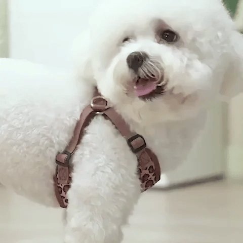 Harnais petit Chien | ComfortSecure - Jouetstoutou