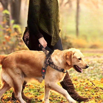 Harnais pour chien - DogSafeHarness™   Noir Dore  Jouetstoutou ballade dans les bois