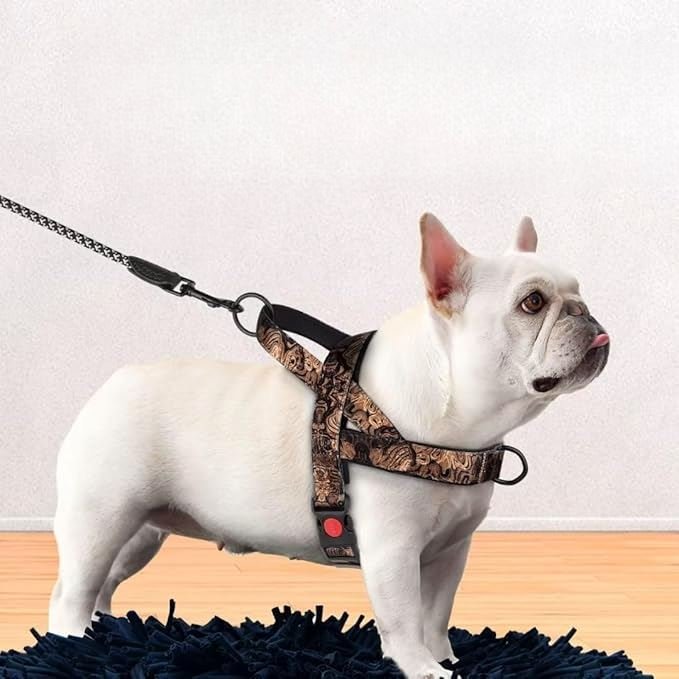 Harnais pour chien   DogSafeHarness™   Noir Dore   Jouetstoutou sur la plage