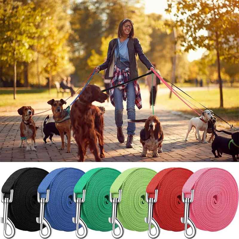 laisse chien couleur