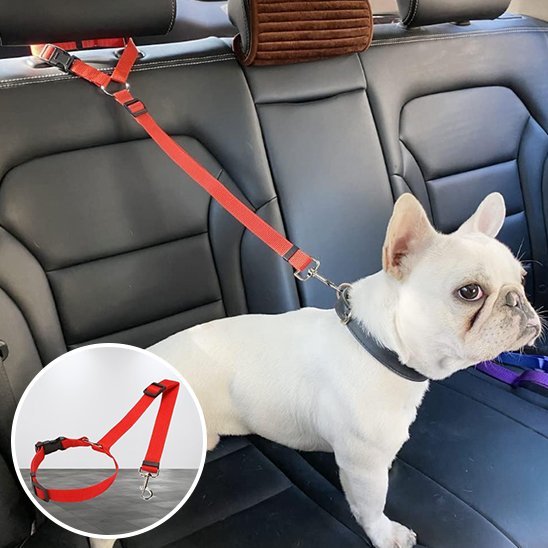 Laisse chien | Robuste et Confortable - Jouetstoutou