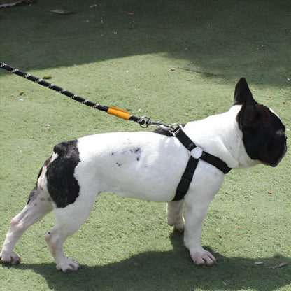 Laisse chien | Robuste et Confortable - Jouetstoutou