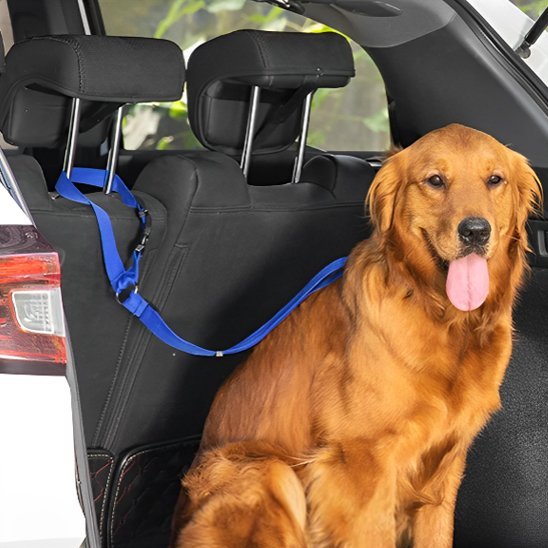 Laisse chien | Robuste et Confortable - Jouetstoutou