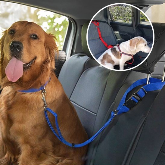 Laisse chien | Robuste et Confortable - Jouetstoutou