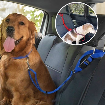 Laisse chien | Robuste et Confortable - Jouetstoutou