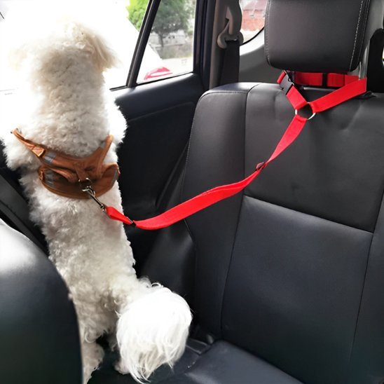 Laisse chien | Robuste et Confortable - Jouetstoutou