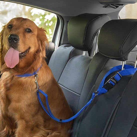 Laisse chien | Robuste et Confortable - Jouetstoutou