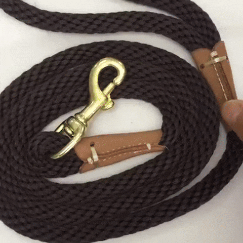 laisse chien video gif