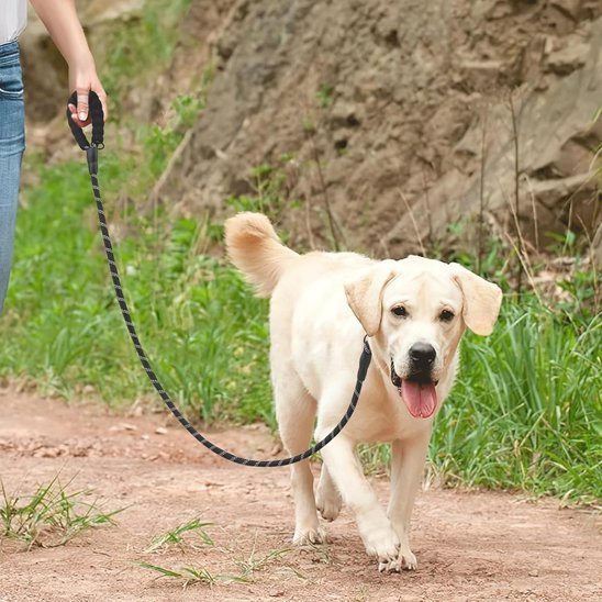 Laisse double pour chien | Confort et Contrôle - Jouetstoutou