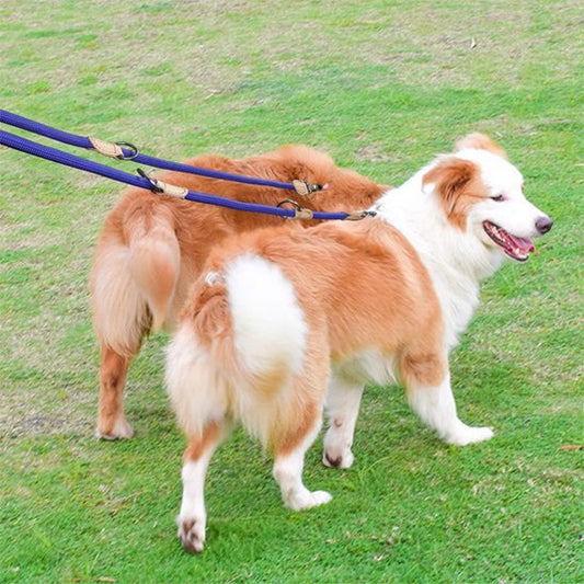 Laisse double pour chien | Confort et Contrôle - Jouetstoutou
