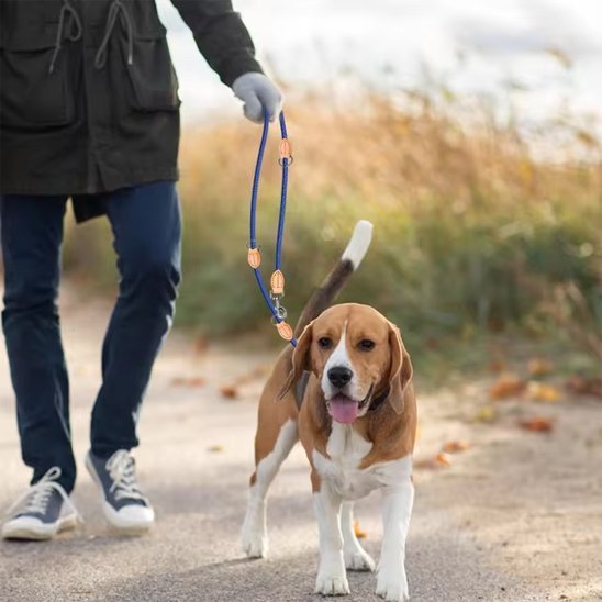 Laisse double pour chien | Confort et Contrôle - Jouetstoutou