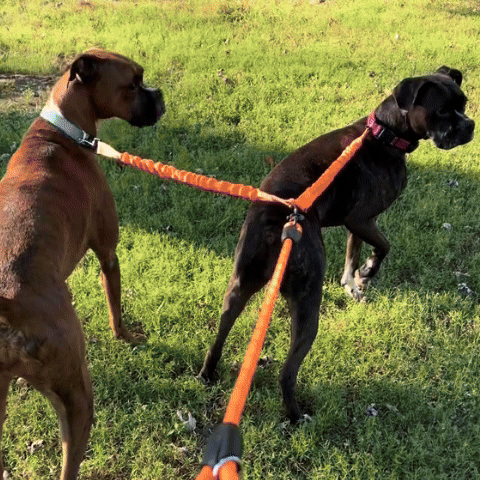 laisse double pour chien gif video
