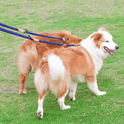 laisse double pour chien gif