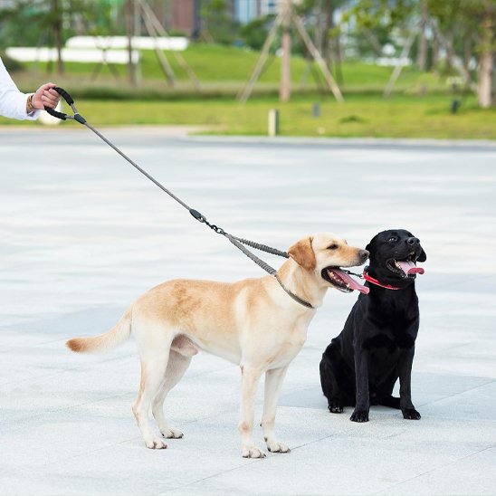 Laisse double pour chien longueur ajustable