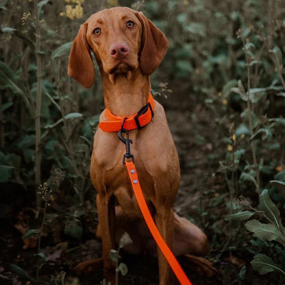 Laisse pour chien | Confort Sécurité - Jouetstoutou