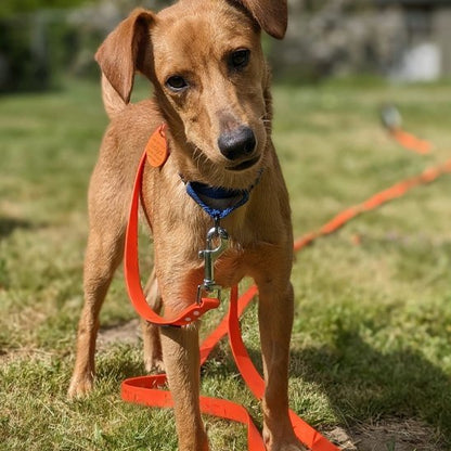 Laisse pour chien | Confort Sécurité - Jouetstoutou