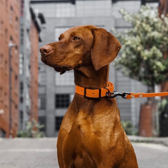 Laisse pour chien | Confort Sécurité - Jouetstoutou