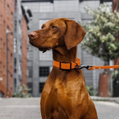 Laisse pour chien | Confort Sécurité - Jouetstoutou