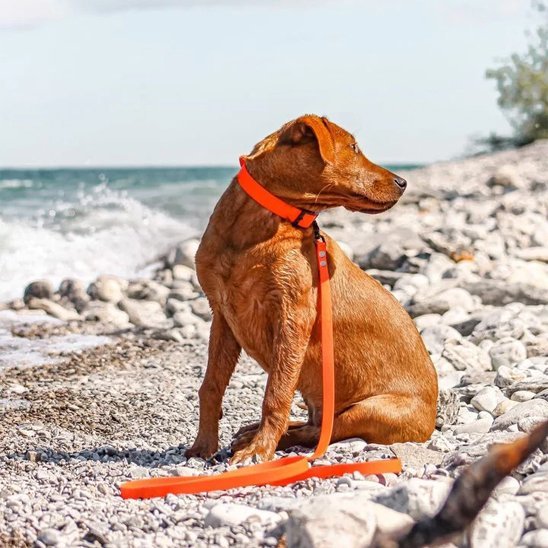 Laisse pour chien | Confort Sécurité - Jouetstoutou