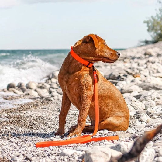 Laisse pour chien | Confort Sécurité - Jouetstoutou