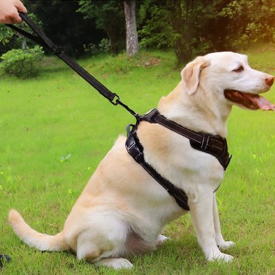 Laisse Robuste pour Chien | DogComfort - Jouetstoutou