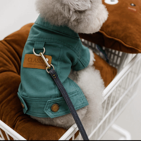 manteau petit chien gif